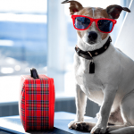 Moving Your Pet by Air