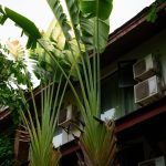 A mover carefully carries a potted plant into a cool, air-conditioned home during a summer move.