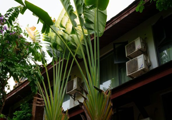 A mover carefully carries a potted plant into a cool, air-conditioned home during a summer move.