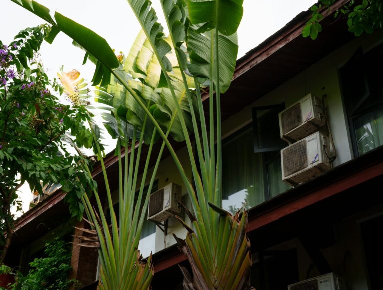 A mover carefully carries a potted plant into a cool, air-conditioned home during a summer move.